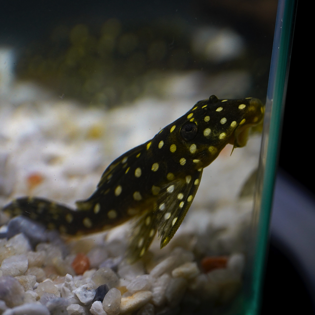 Bola de Neve Pleco - Baryancistrus sp. (L142) 5-10 cm 12