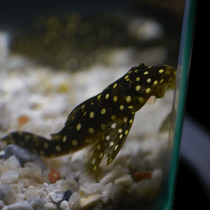 Bola de Neve Pleco - Baryancistrus sp. (L142) 5-10 cm 12