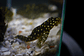Bola de Neve Pleco - Baryancistrus sp. (L142) 5-10 cm - Thumbnail 12