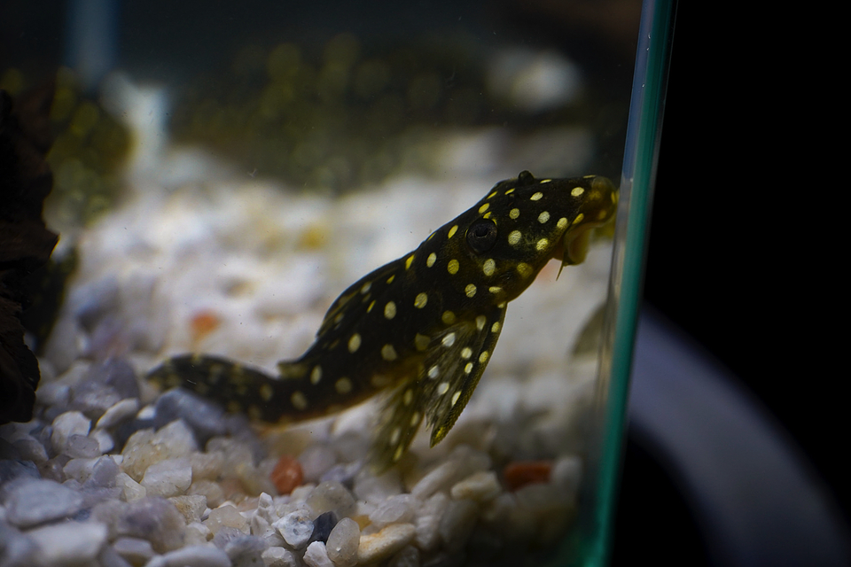 Bola de Neve Pleco - Baryancistrus sp. (L142) 5-10 cm 12