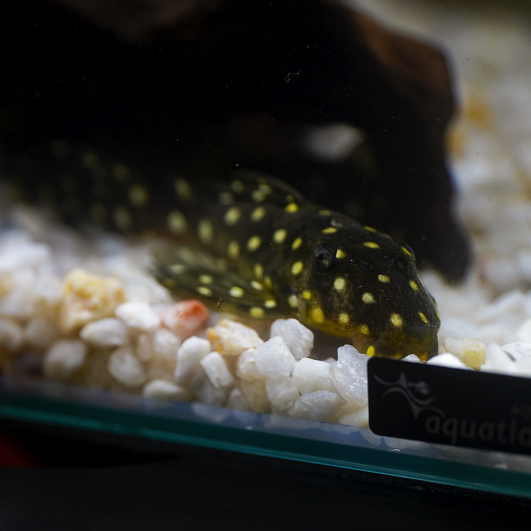 Bola de Neve Pleco - Baryancistrus sp. (L142) 5-10 cm 10