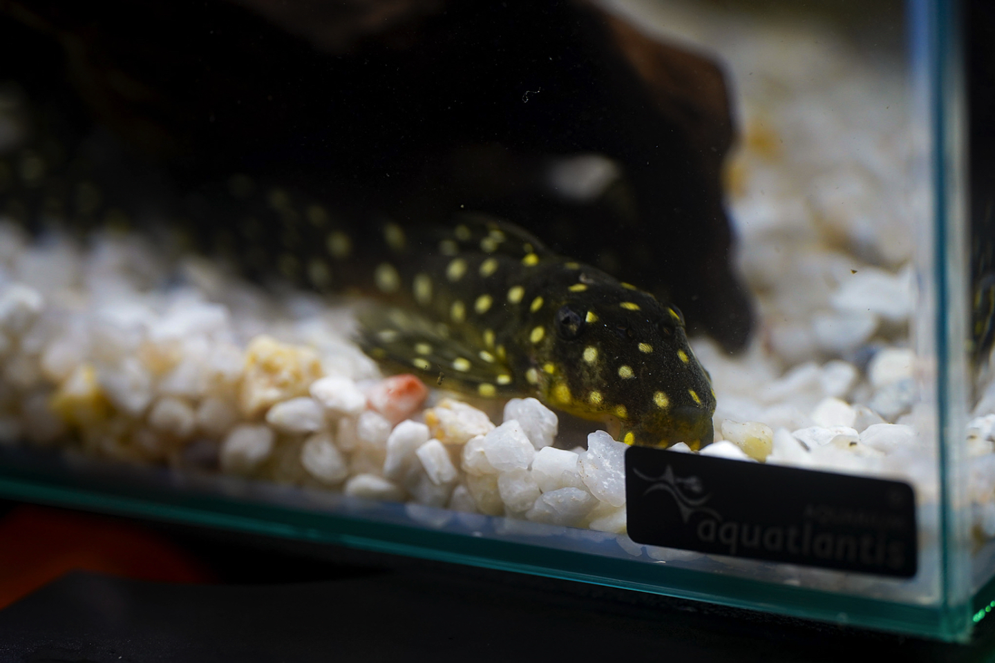 Bola de Neve Pleco - Baryancistrus sp. (L142) 5-10 cm 10