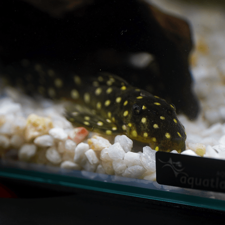 Bola de Neve Pleco - Baryancistrus sp. (L142) 5-10 cm 10