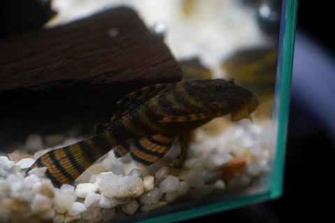 Panaqolus sp. (L397)  com 5-10 cm