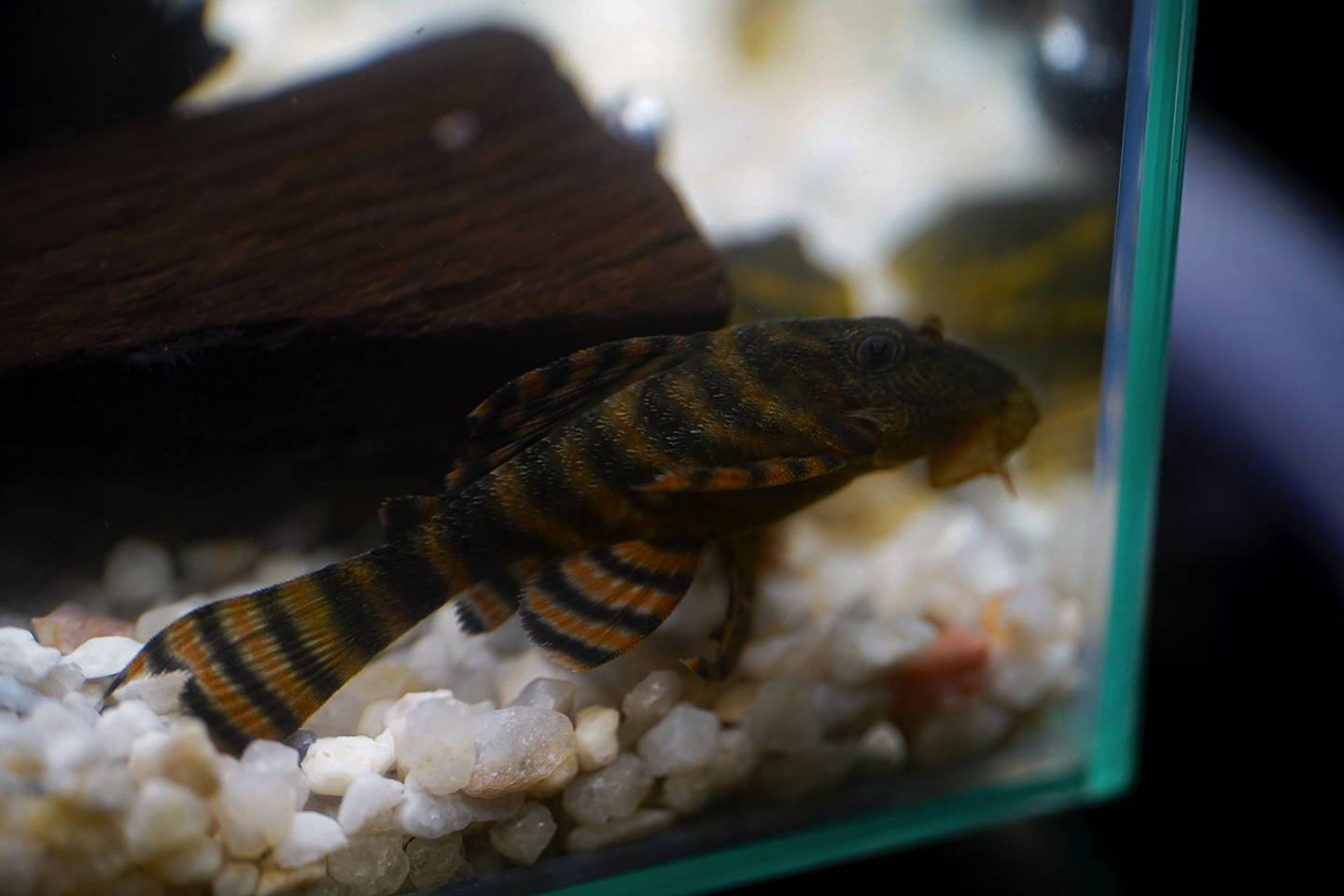 Panaqolus sp. (L397)  com 5-10 cm 2