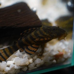 Panaqolus sp. (L397)  com 5-10 cm