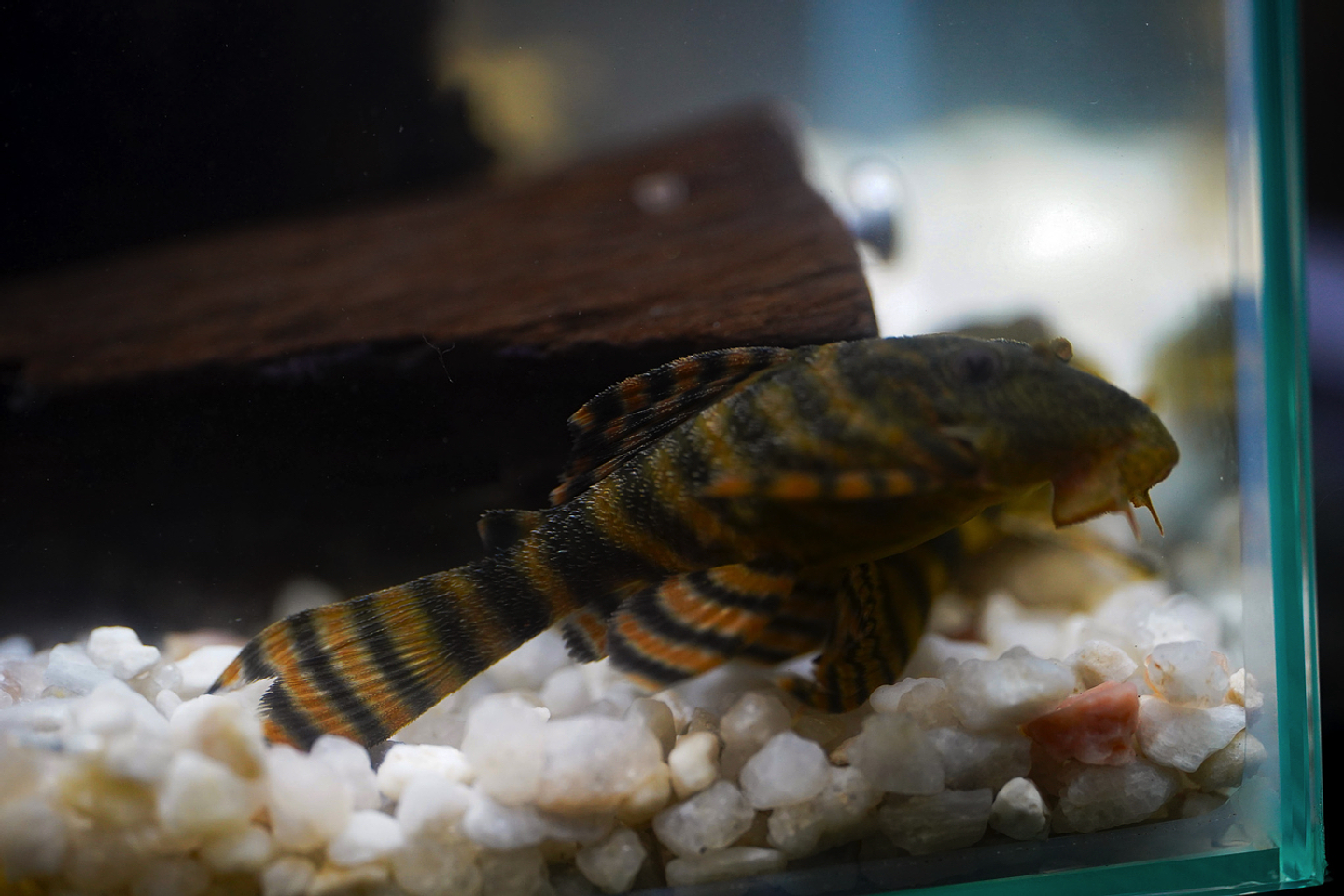 Panaqolus sp. (L397)  com 5-10 cm 1