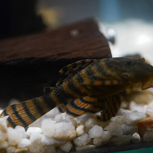 Panaqolus sp. (L397)  com 5-10 cm