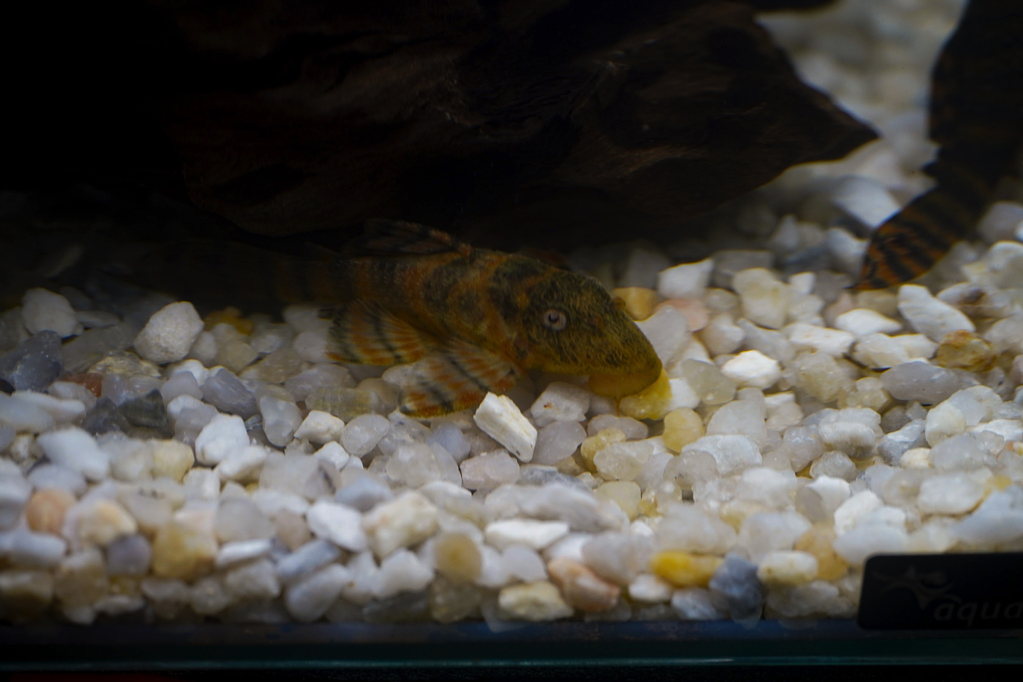 Panaqolus sp. (L397)  com 5-10 cm 7