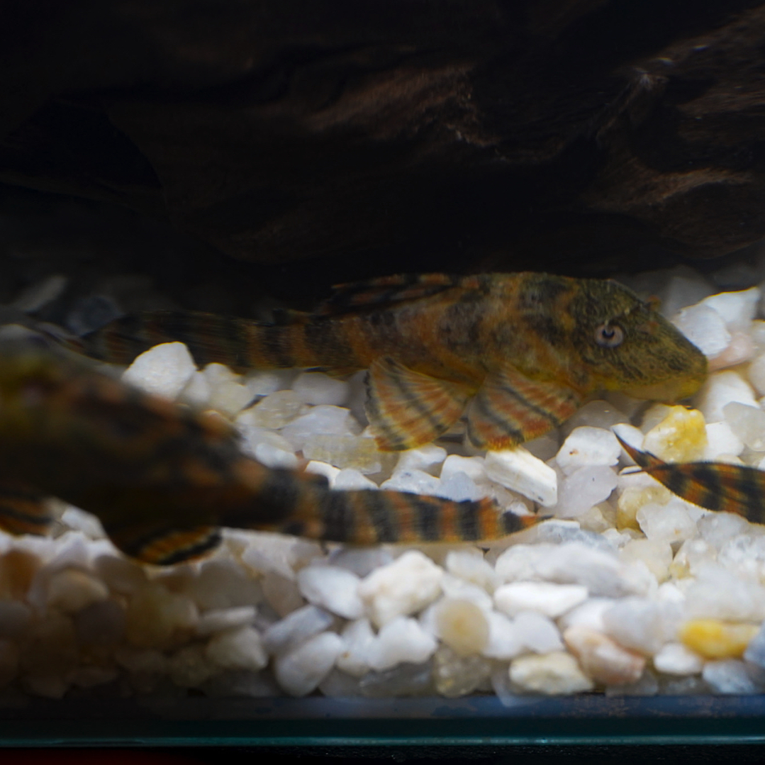 Panaqolus sp. (L397)  com 5-10 cm 9