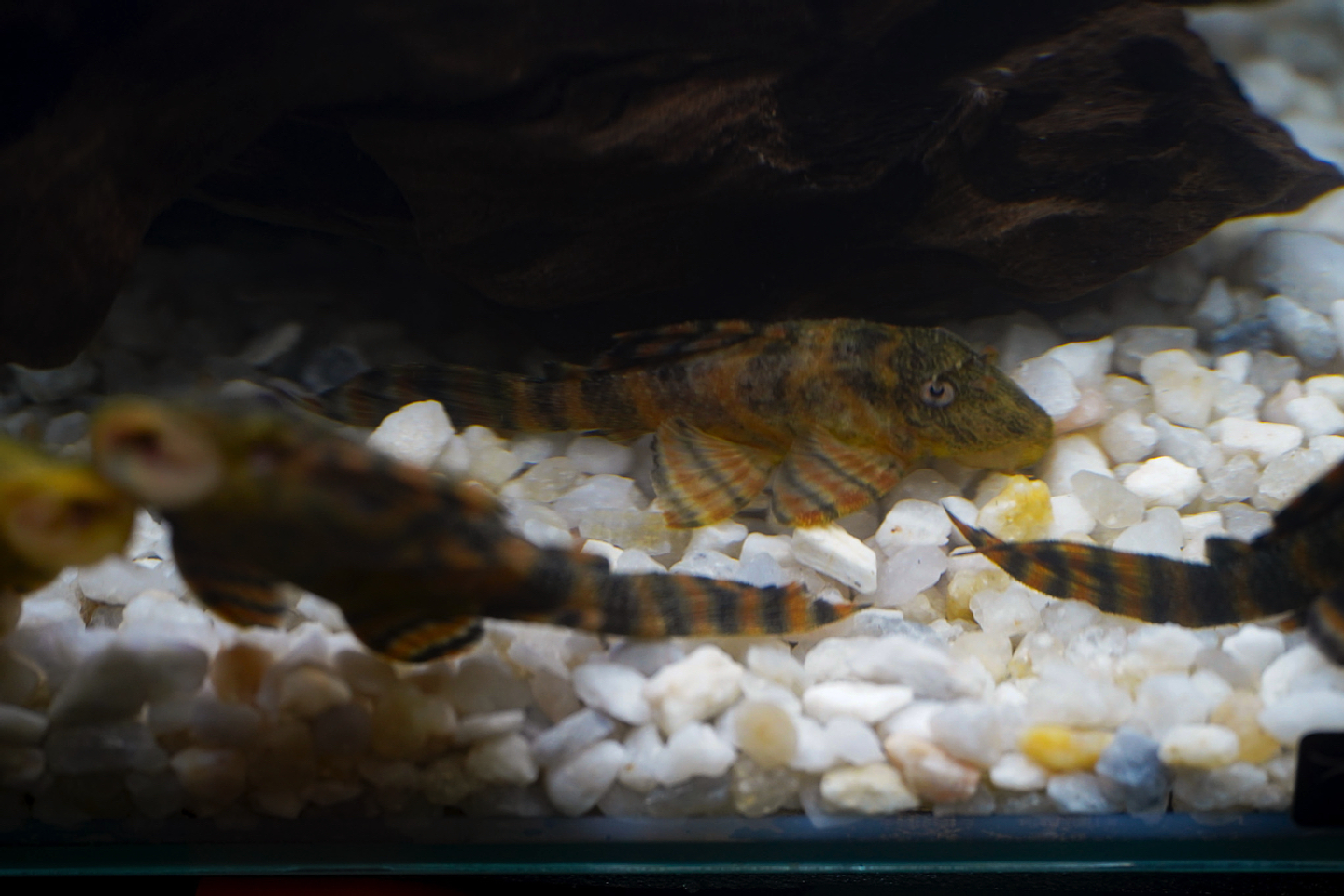 Panaqolus sp. (L397)  com 5-10 cm 9