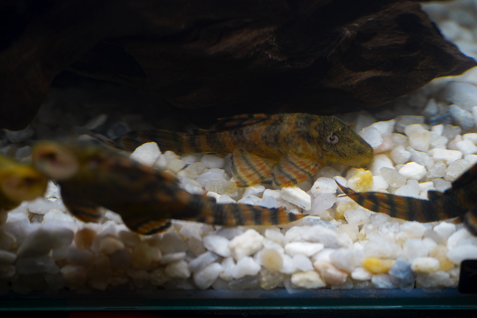 Panaqolus sp. (L397)  com 5-10 cm 9