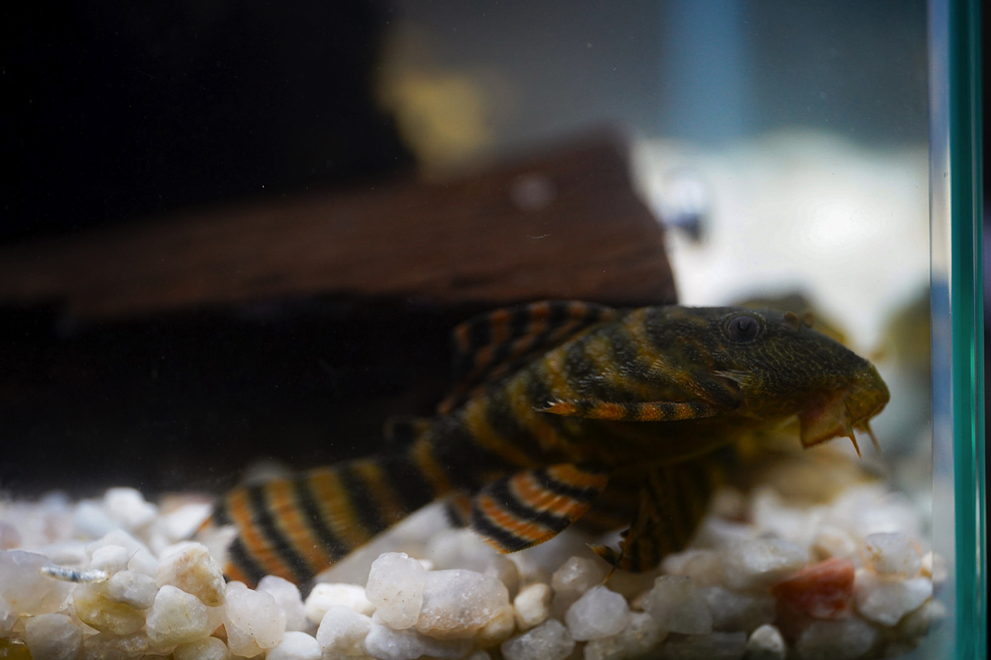 Panaqolus sp. (L397)  com 5-10 cm 8