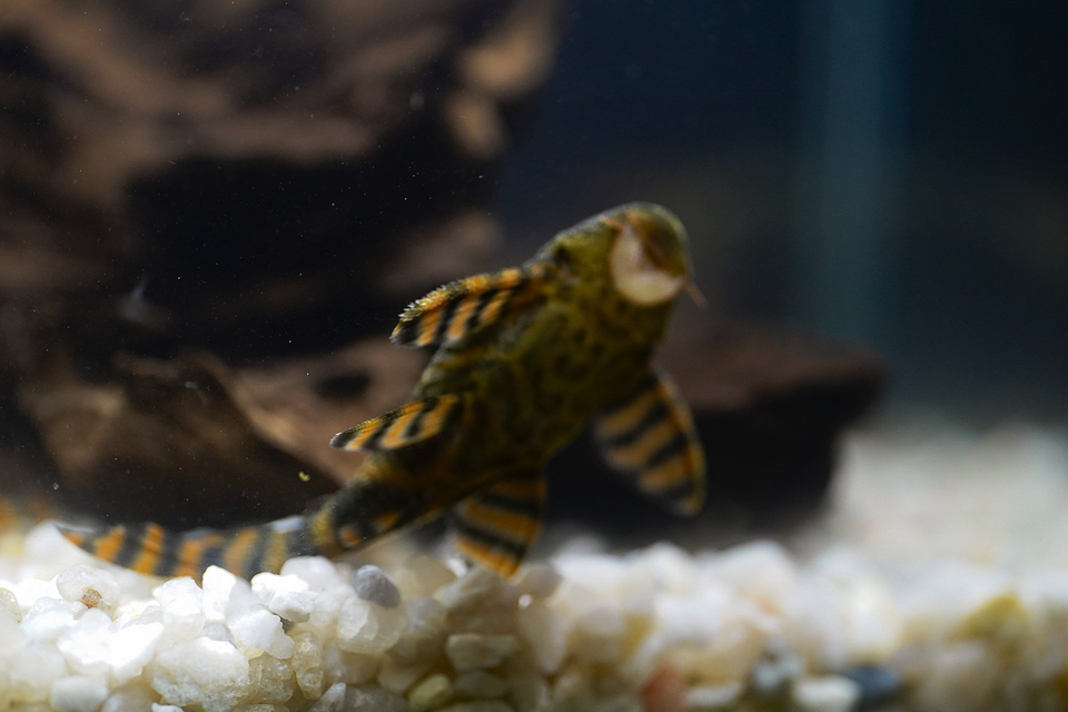 Panaqolus sp. (L397)  com 5-10 cm 12