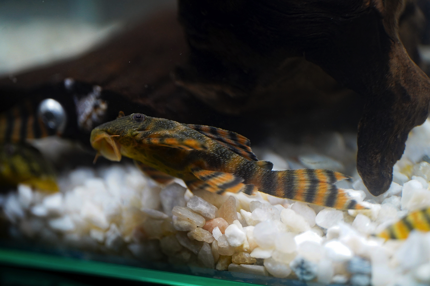 Panaqolus sp. (L397)  com 5-10 cm 14