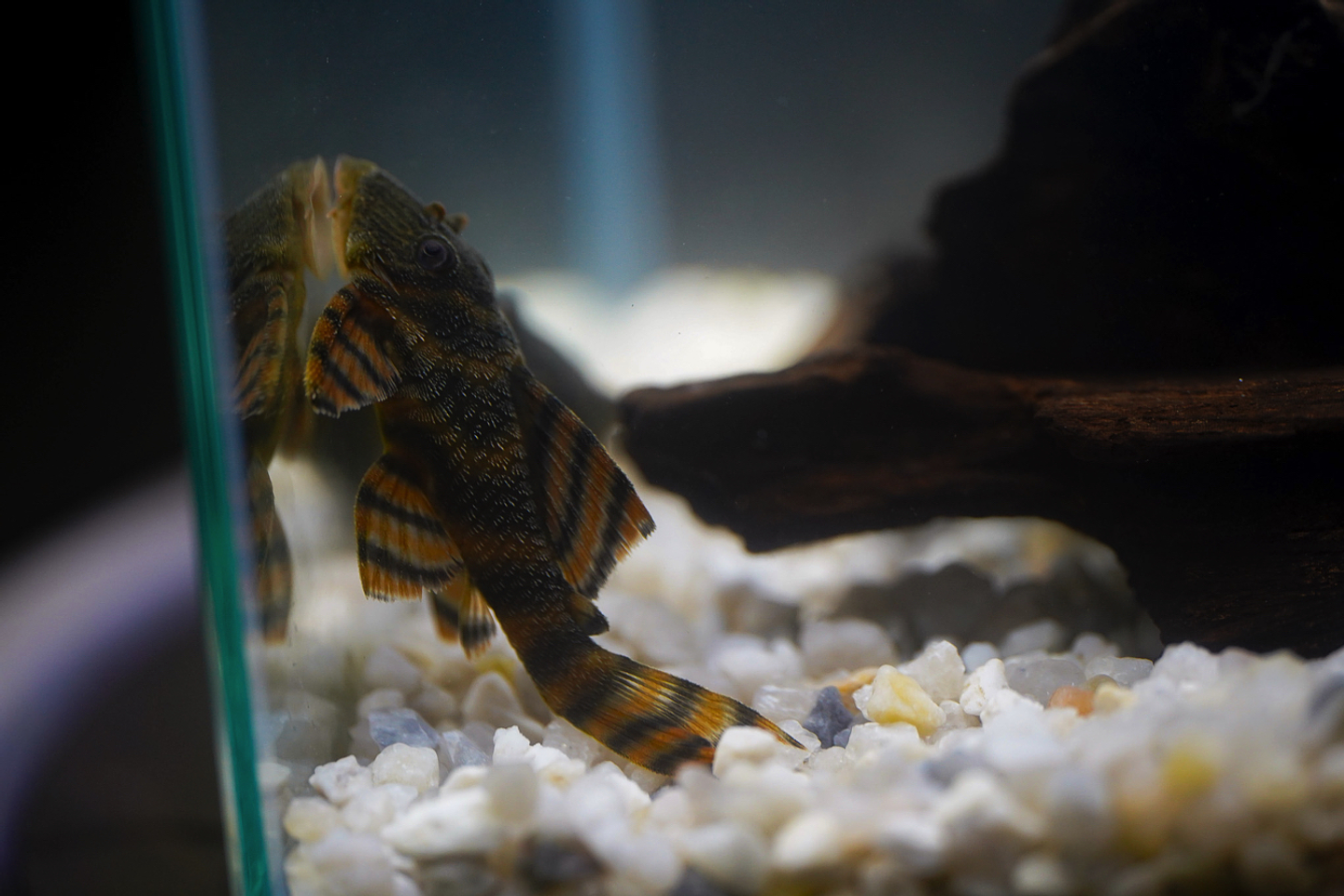 Panaqolus sp. (L397)  com 5-10 cm 11