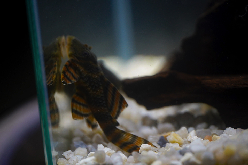 Panaqolus sp. (L397)  com 5-10 cm 15