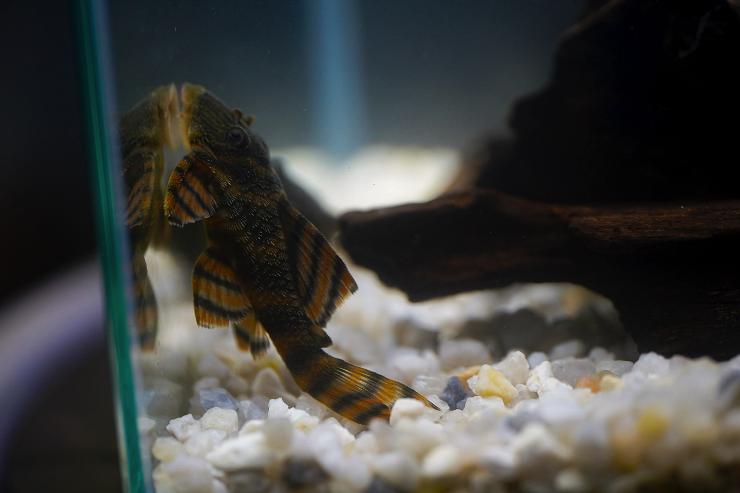 Panaqolus sp. (L397)  com 5-10 cm 16