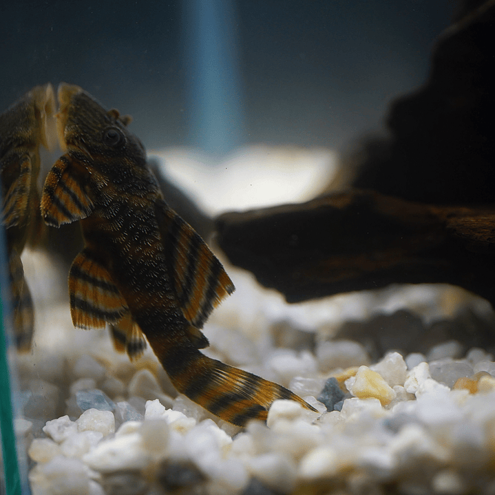 Panaqolus sp. (L397)  com 5-10 cm 16