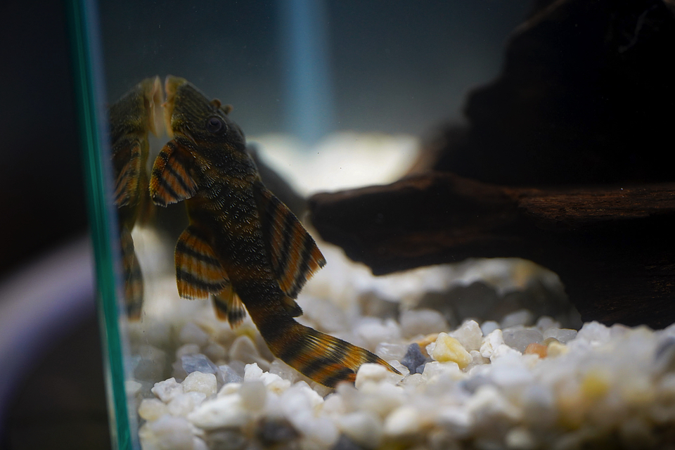 Panaqolus sp. (L397)  com 5-10 cm 16