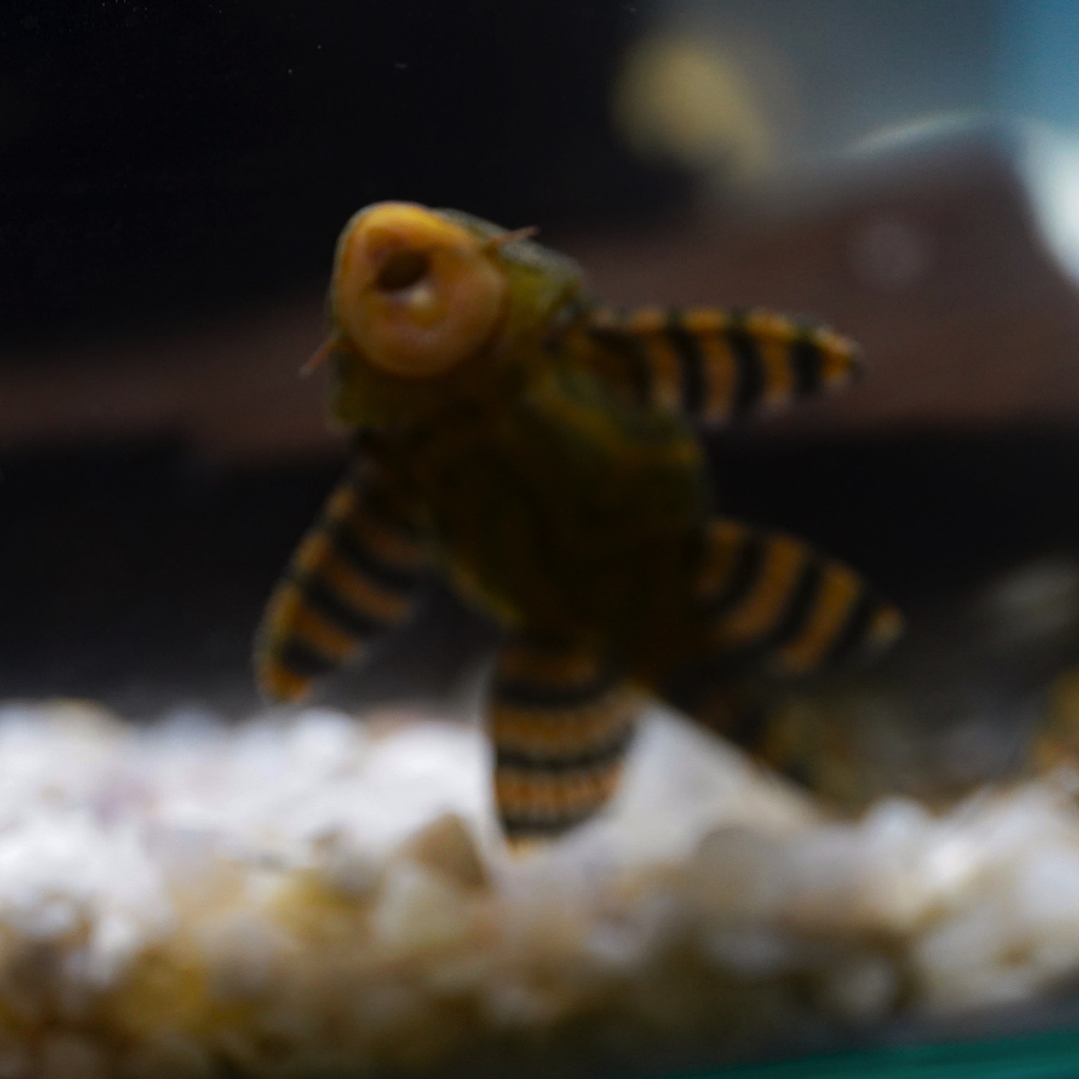 Panaqolus sp. (L397)  com 5-10 cm 17