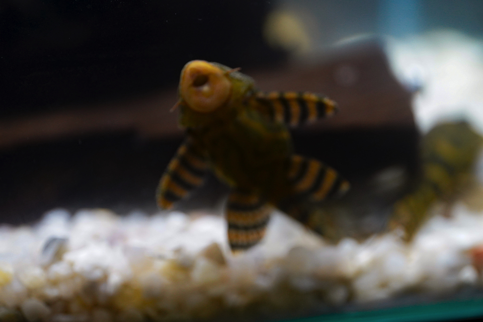 Panaqolus sp. (L397)  com 5-10 cm 17