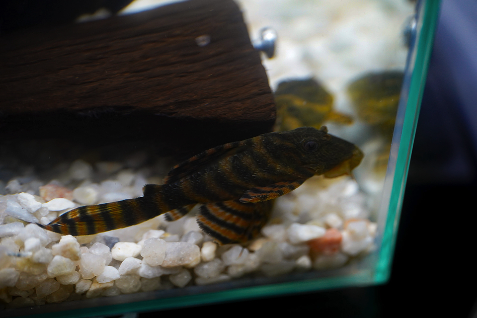 Panaqolus sp. (L397)  com 5-10 cm 18