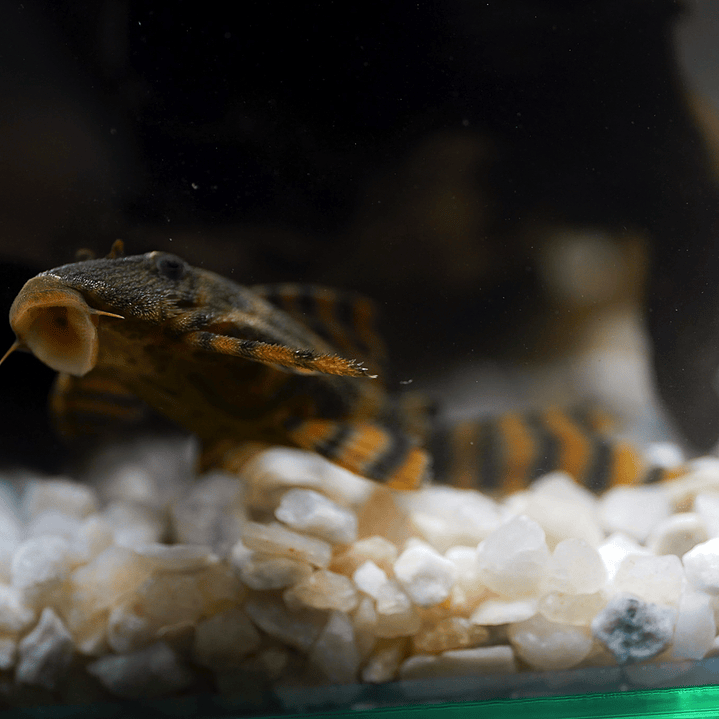 Panaqolus sp. (L397)  com 5-10 cm 19