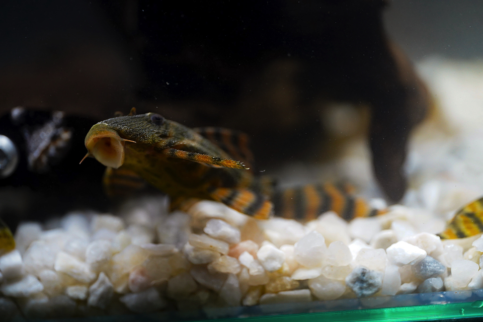 Panaqolus sp. (L397)  com 5-10 cm 19