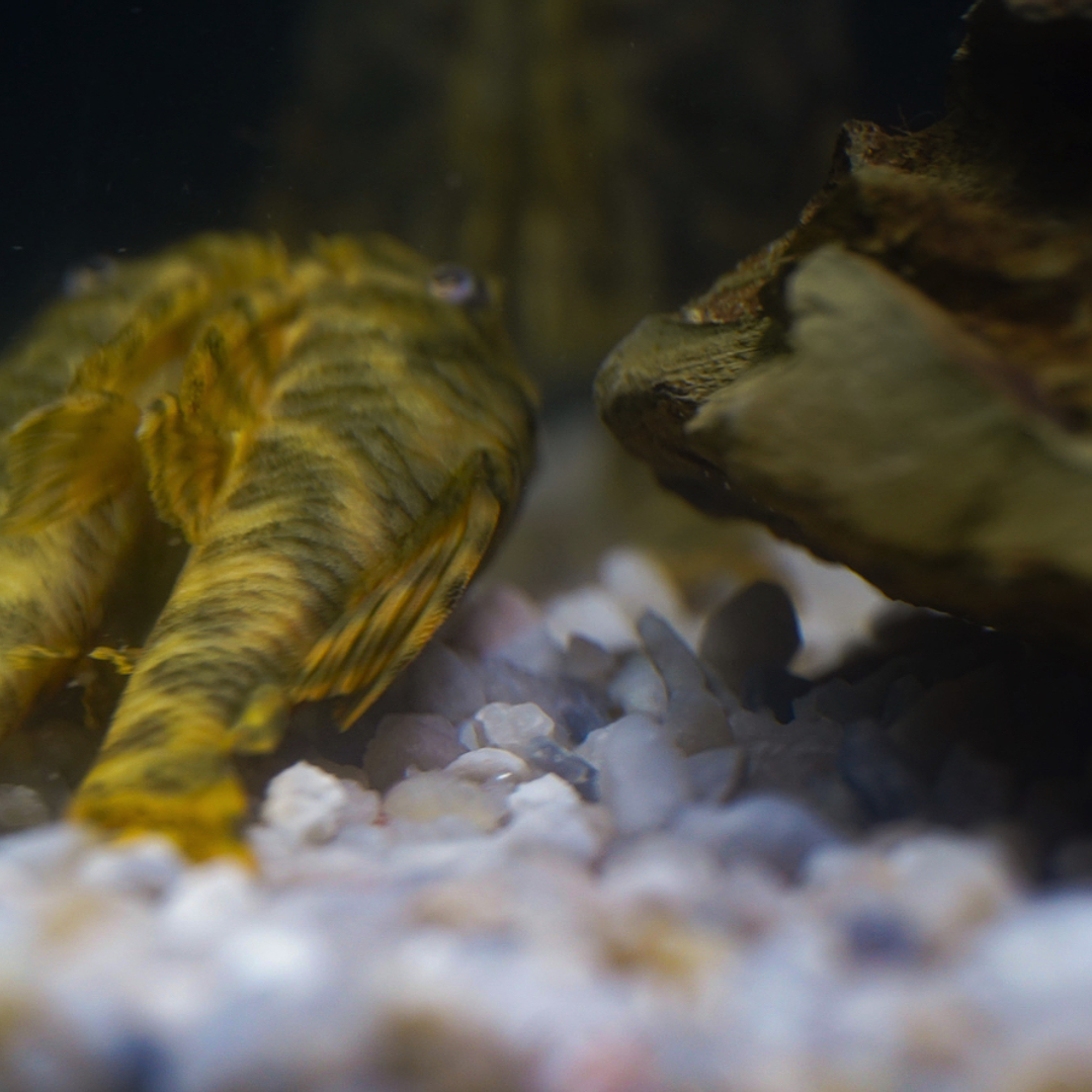 Peckoltia sp. (L069)  - Laranja Preto Pleco 5-9 cm 3