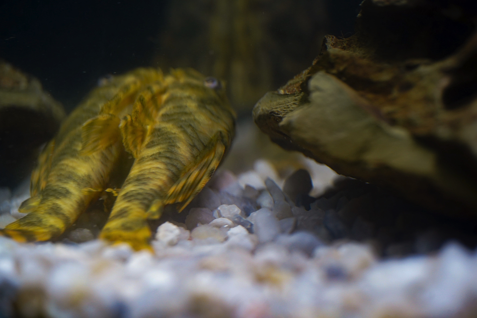 Peckoltia sp. (L069)  - Laranja Preto Pleco 5-9 cm 3