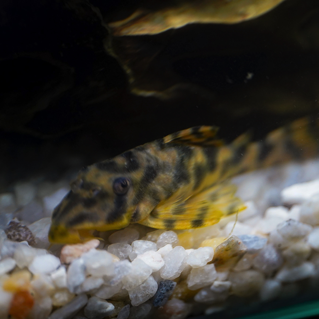 Peckoltia sp. (L069)  - Laranja Preto Pleco 5-9 cm 4