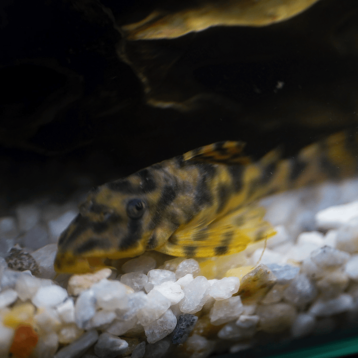 Peckoltia sp. (L069)  - Laranja Preto Pleco 5-9 cm 4