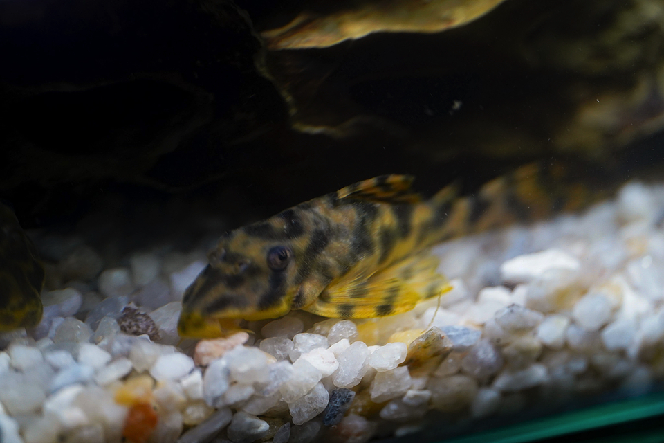 Peckoltia sp. (L069)  - Laranja Preto Pleco 5-9 cm 4