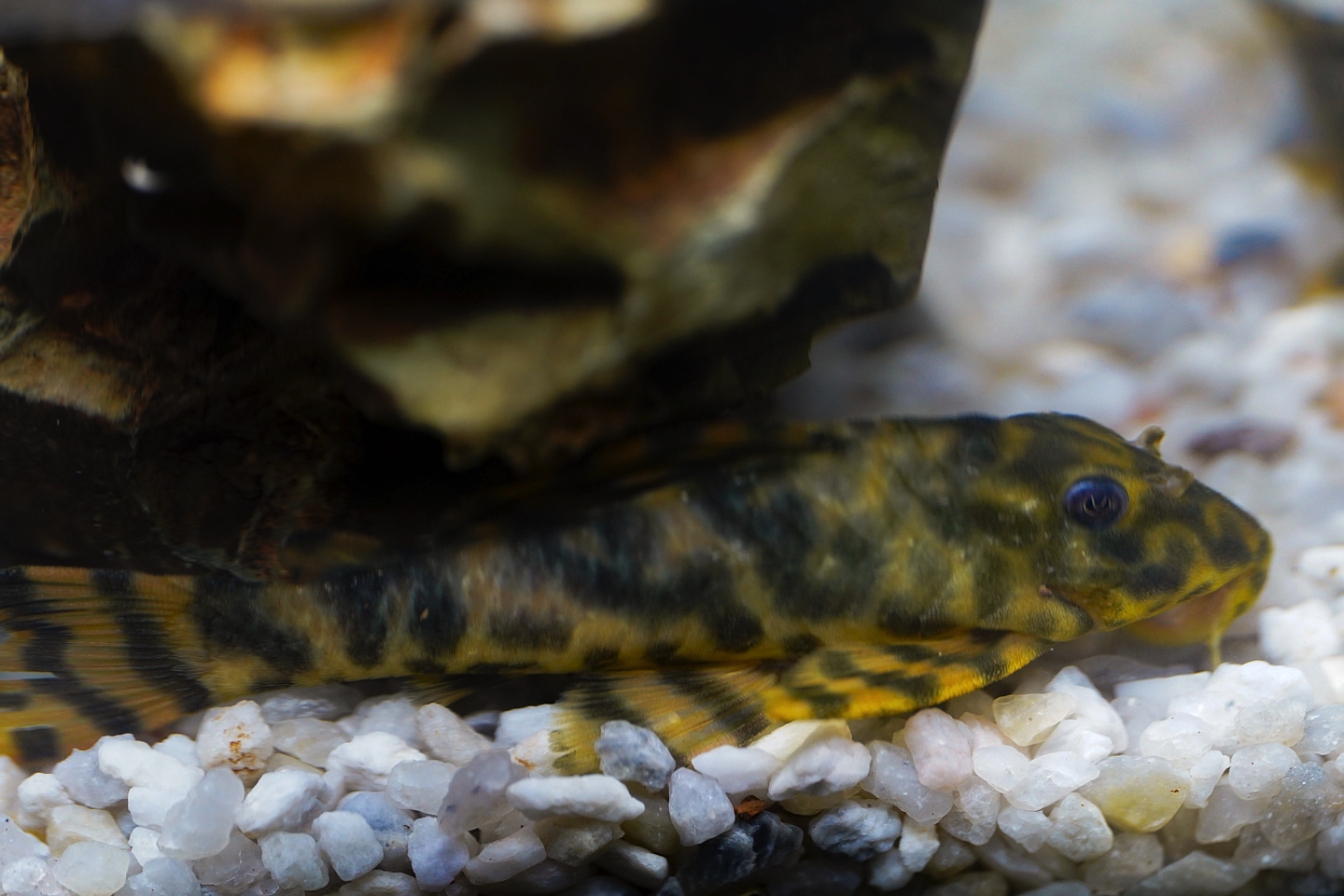 Peckoltia sp. (L069)  - Laranja Preto Pleco 5-9 cm 5
