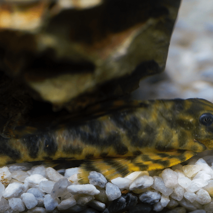 Peckoltia sp. (L069)  - Laranja Preto Pleco 5-9 cm 5