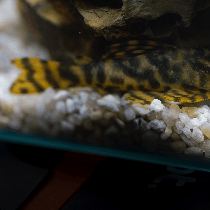 Peckoltia sp. (L069)  - Laranja Preto Pleco 5-9 cm 7
