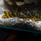 Peckoltia sp. (L069)  - Laranja Preto Pleco 5-9 cm - Thumbnail 7