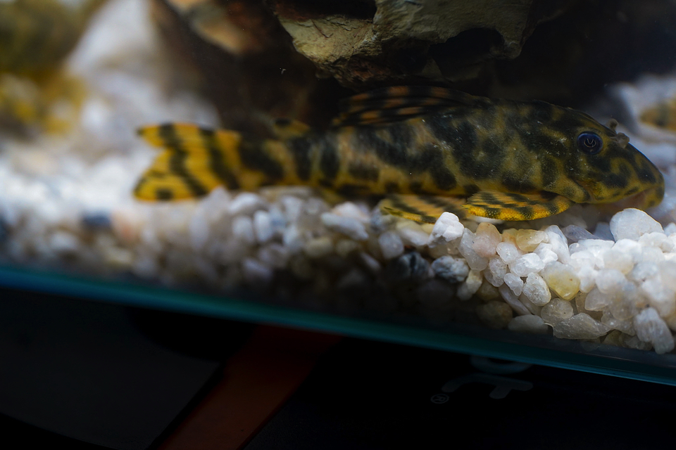 Peckoltia sp. (L069)  - Laranja Preto Pleco 5-9 cm 7