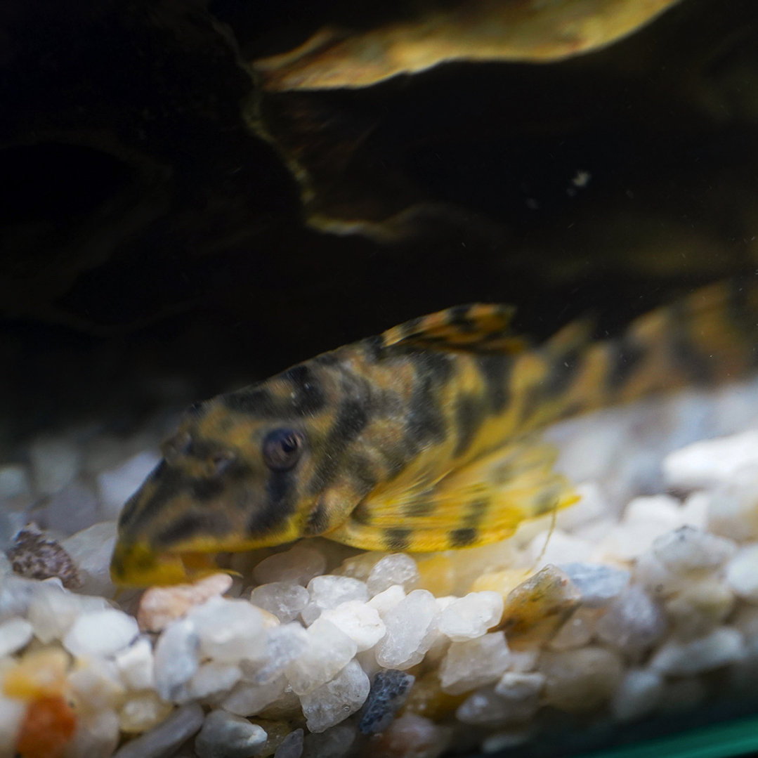 Peckoltia sp. (L069)  - Laranja Preto Pleco 5-9 cm 8