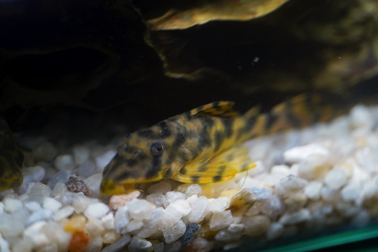 Peckoltia sp. (L069)  - Laranja Preto Pleco 5-9 cm 8