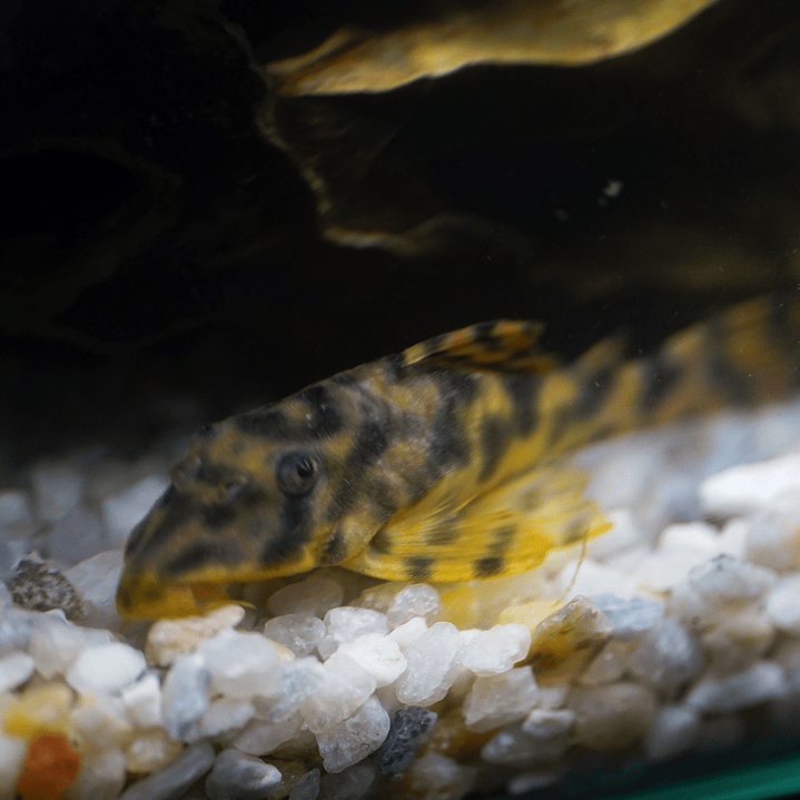 Peckoltia sp. (L069)  - Laranja Preto Pleco 5-9 cm 8