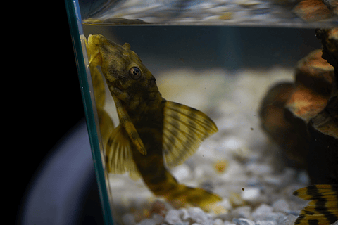 Peckoltia sp. (L069)  - Laranja Preto Pleco 5-9 cm