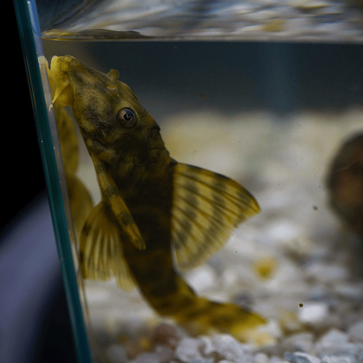 Peckoltia sp. (L069)  - Laranja Preto Pleco 5-9 cm 1