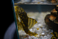 Peckoltia sp. (L069)  - Laranja Preto Pleco 5-9 cm - Thumbnail 1