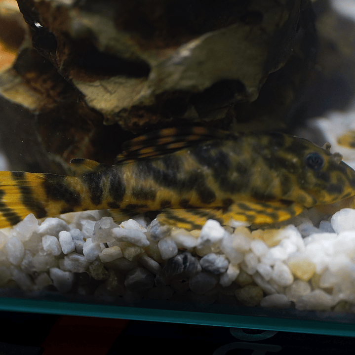 Peckoltia sp. (L069)  - Laranja Preto Pleco 5-9 cm 10