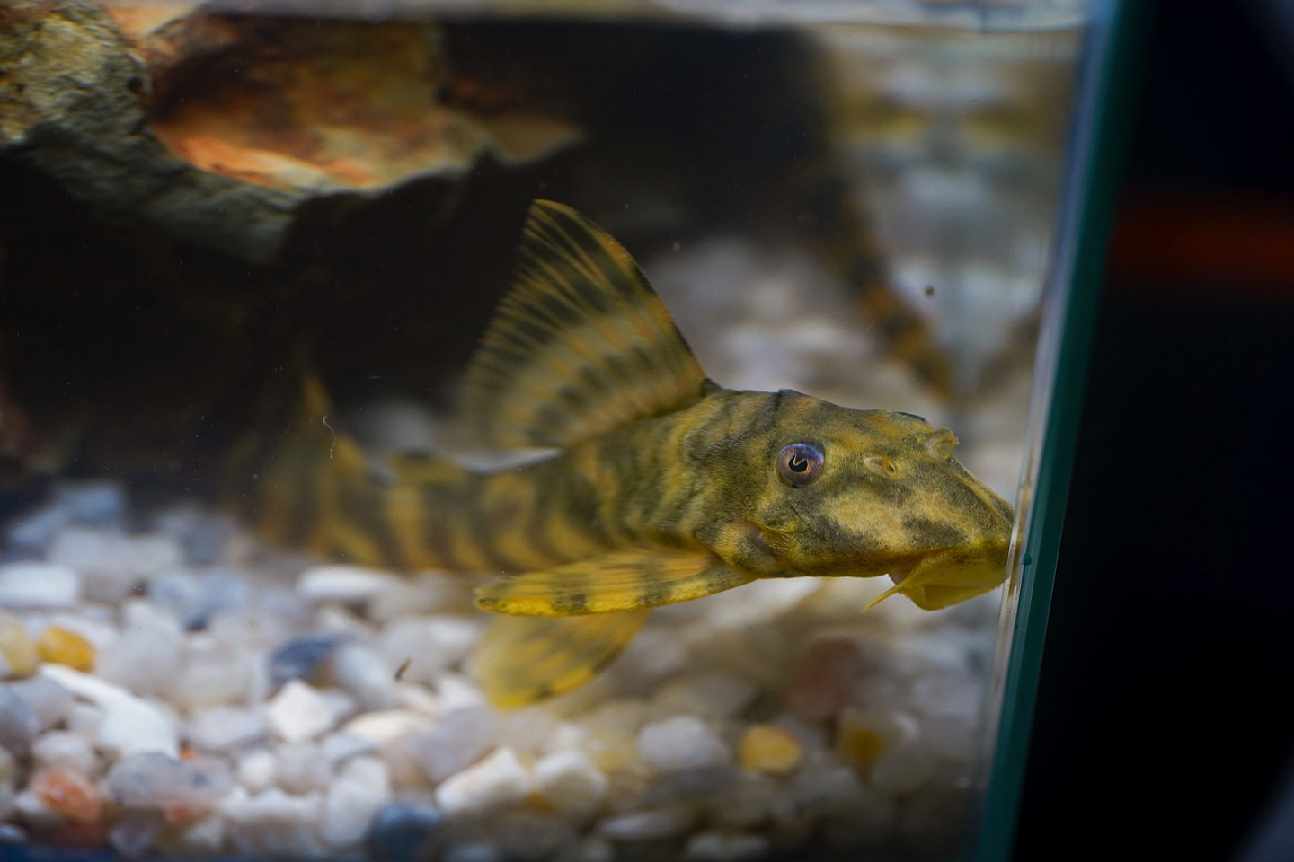 Peckoltia sp. (L069)  - Laranja Preto Pleco 5-9 cm 2