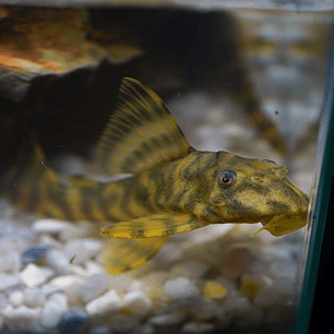 Peckoltia sp. (L069)  - Laranja Preto Pleco 5-9 cm