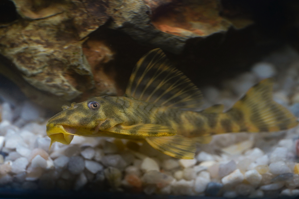 Peckoltia sp. (L069)  - Laranja Preto Pleco 5-9 cm 9