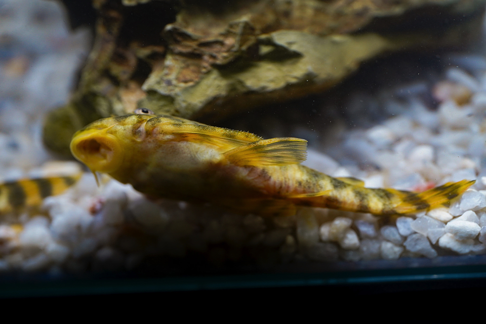 Peckoltia sp. (L069)  - Laranja Preto Pleco 5-9 cm 12